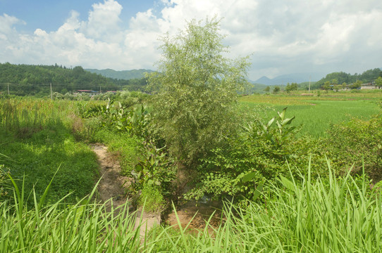 农村绿丛景色