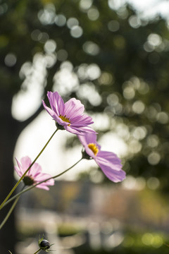 格桑花