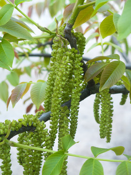 胡桃科树木胡桃花序