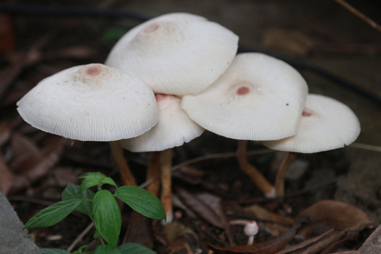 雨后蘑菇