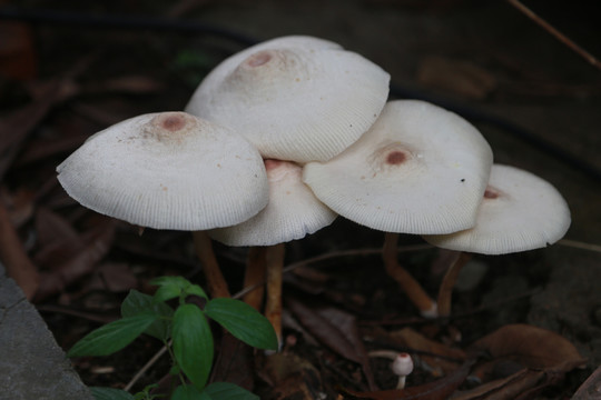 雨后蘑菇