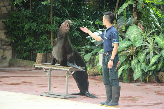 海狮吃鱼