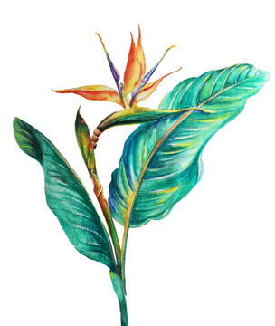 復(fù)古手繪天堂鳥插畫