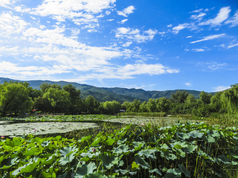 夏日荷塘