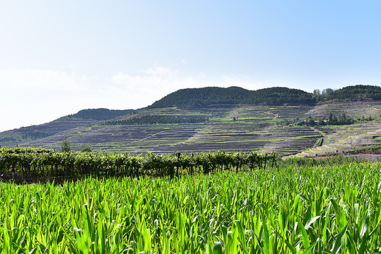 山东丘陵