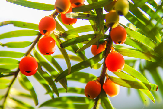 紅豆杉