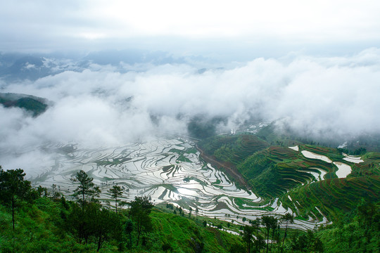 茗岙梯田