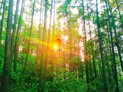 夕阳下的松树林