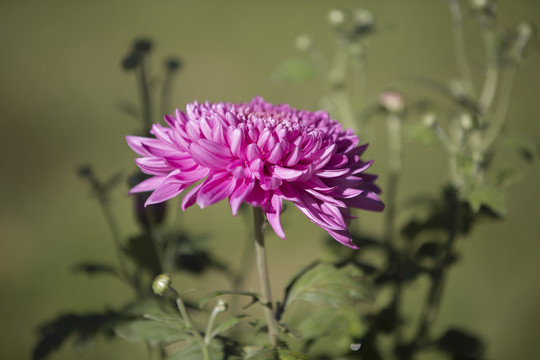 菊花