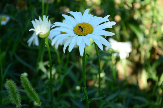 雏菊