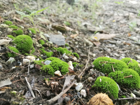 森林植物