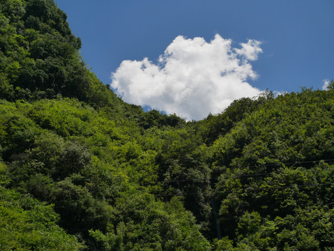 高山植被