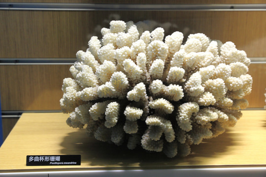 多曲杯形珊瑚