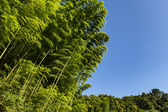 竹林竹子翠竹