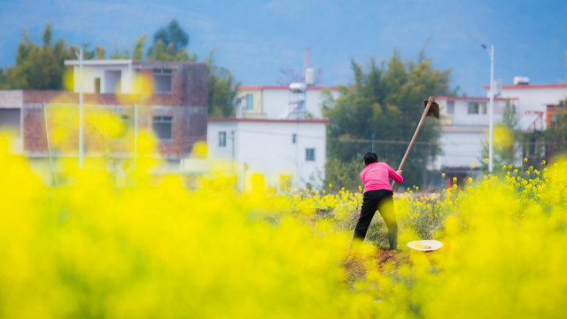 油菜花地里干活的农妇