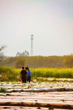 菜地里干活的农民