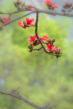 木棉花