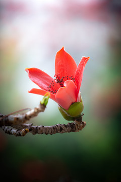 木棉花