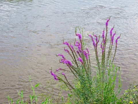 湖边鲜花