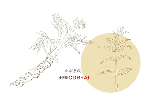 香椿手繪香椿線描香椿插畫(huà)