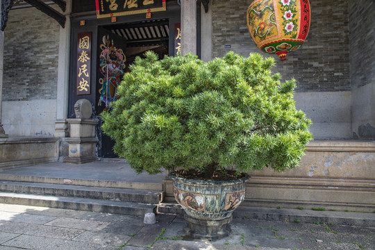 羅漢松盆景