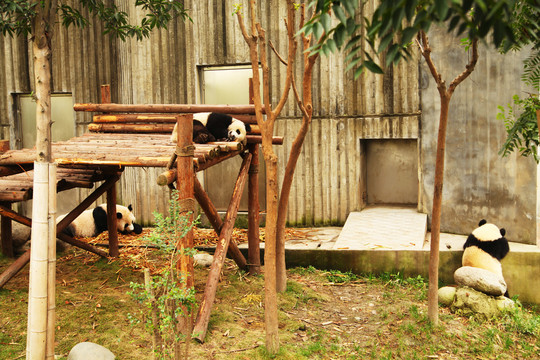 四川大熊猫