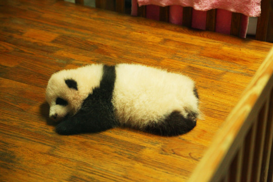 熊猫宝宝