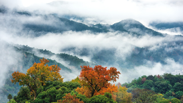 青山与枫树