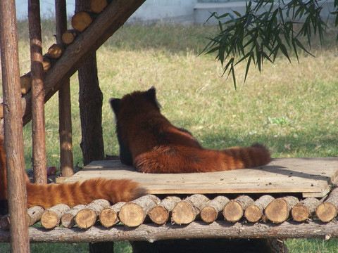 小熊猫