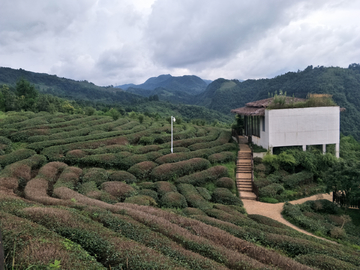 茶山里的别墅