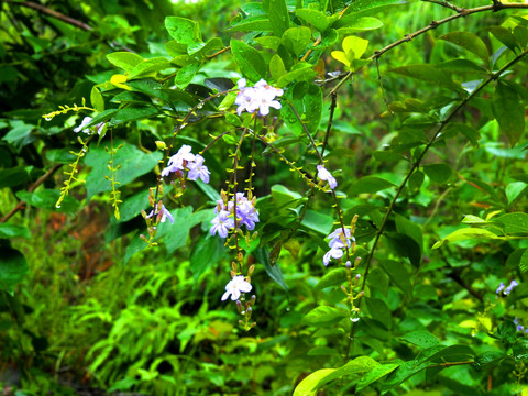 绿植花草