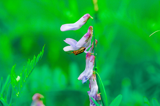 昆虫和野豌豆花