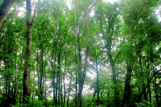 树林