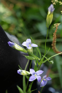 党参花