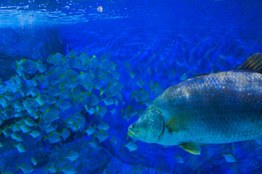 水族馆鱼群