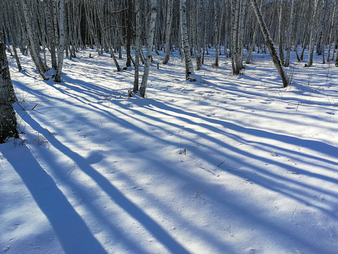 冬天雪原白桦林