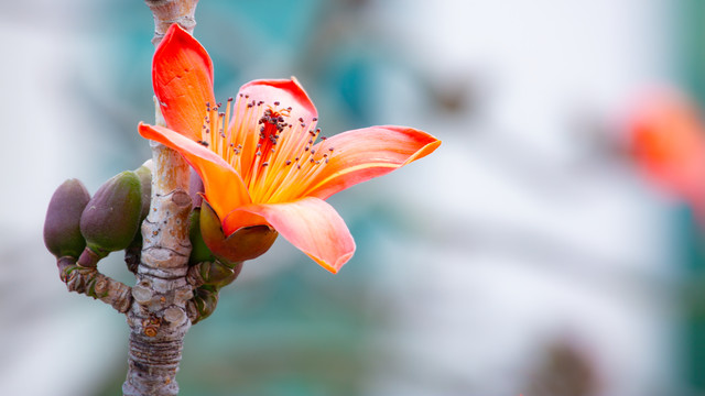 木棉花