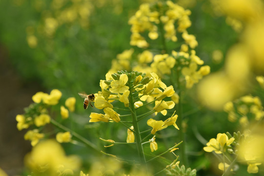 油菜花