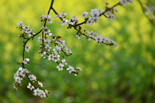 樱花梅花