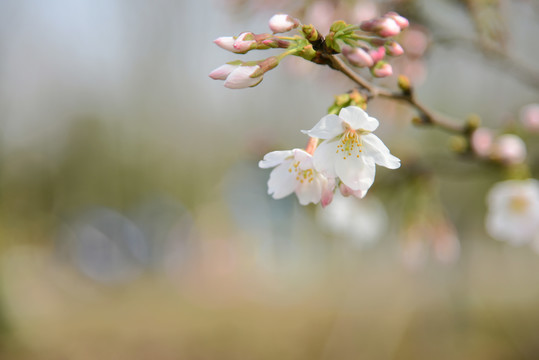 樱花