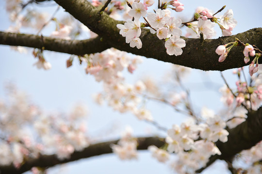 樱花