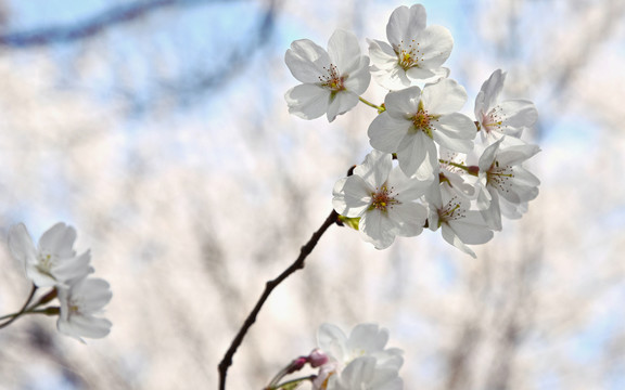 樱花