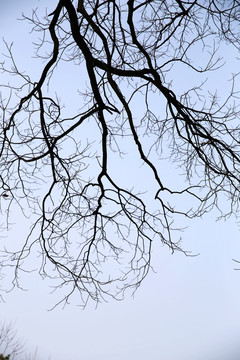 天空枯树