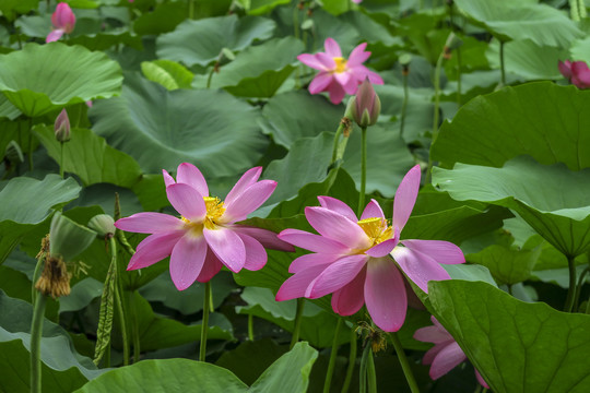 荷花