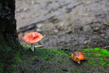 彩色小蘑菇