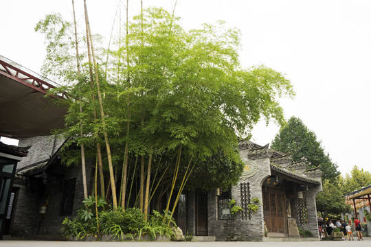 竹子景观
