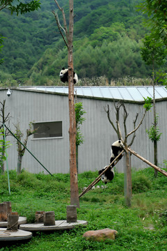 熊猫小学