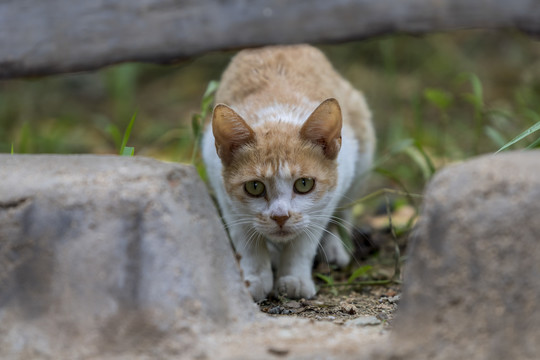 捉迷藏的猫