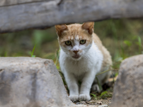 躲起来的猫