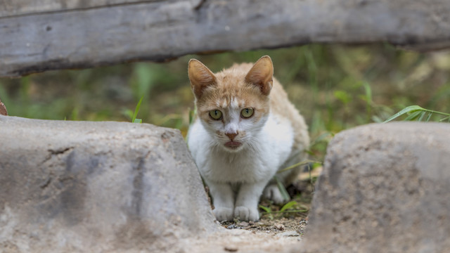 捉迷藏的猫